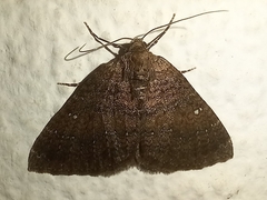 Larentia malvata