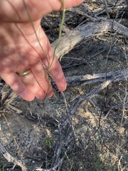 Funastrum heterophyllum