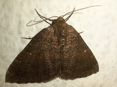 Larentia malvata