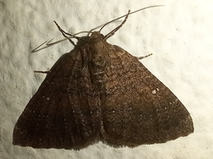 Larentia malvata