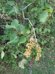 Syringa