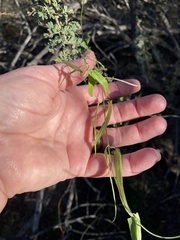 Funastrum heterophyllum