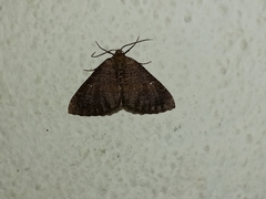 Larentia malvata