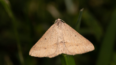 Isturgia penthearia