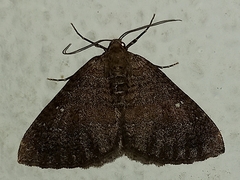 Larentia malvata