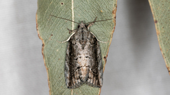 Etanna clopaea