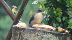 Trichothraupis melanops