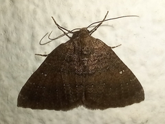 Larentia malvata