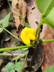 Arachis pintoi