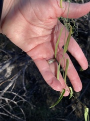 Funastrum heterophyllum