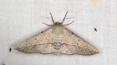 Antictenia punctunculus