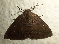 Larentia malvata
