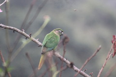 Pyrrhura frontalis