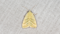 Earias paralella
