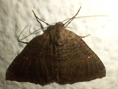 Larentia malvata