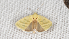 Earias paralella