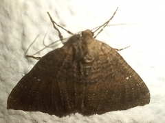 Larentia malvata