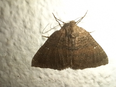 Larentia malvata