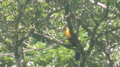 Ramphastos dicolorus