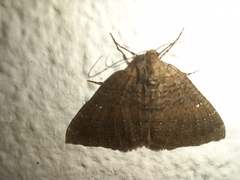 Larentia malvata
