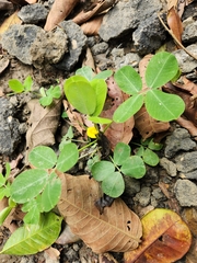 Arachis pintoi