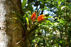 Tillandsia multicaulis