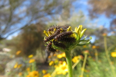 Euphydryas chalcedona