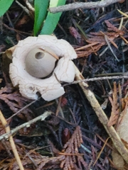 Geastrum