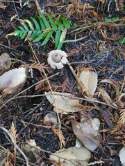 Geastrum