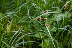 Bolboschoenus laticarpus