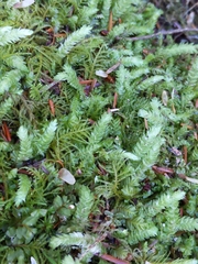 Plagiothecium undulatum