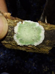 Cryptothecia striata