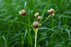 Bolboschoenus laticarpus