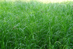 Bolboschoenus laticarpus