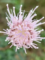 Cirsium nuttallii