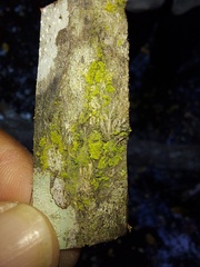 Chrysothrix xanthina