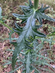 Cirsium nuttallii