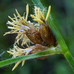 Bolboschoenus laticarpus