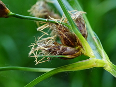 Bolboschoenus laticarpus