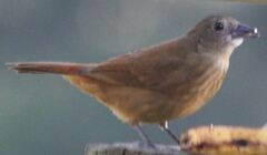 Tachyphonus coronatus