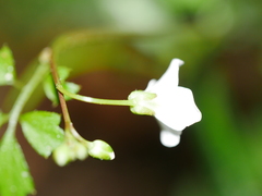 Cardamine forsteri