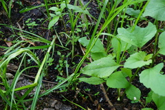 Bolboschoenus laticarpus