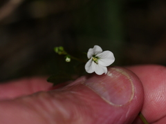 Cardamine forsteri