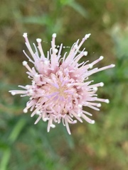 Cirsium nuttallii