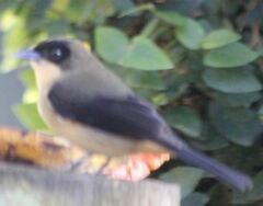 Trichothraupis melanops