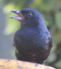 Tachyphonus coronatus