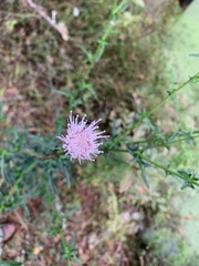 Cirsium nuttallii