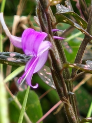 Hypoestes phyllostachya