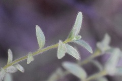 Sairocarpus