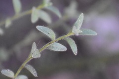 Sairocarpus